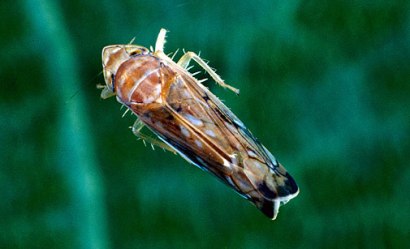 cicadelle-de-la-flavescence-doree-1