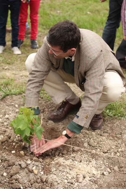 Hervé planting his vine.