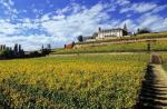 chateau-d-isenbourg-vineyard