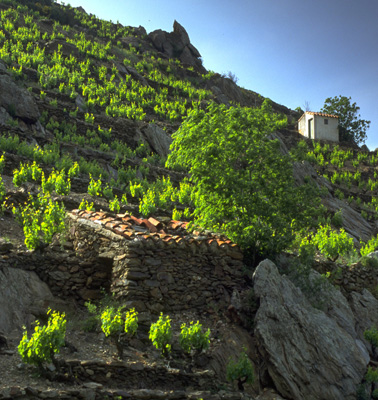 vins-banyuls-collioure-domaine-pic-joan-visites-cave-4