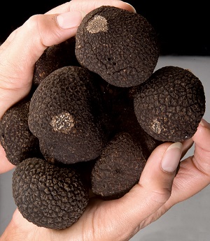 truffes-noirs
